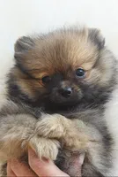 Amaya, a female Pomeranian for sale in Miami, FL – 10 of 10