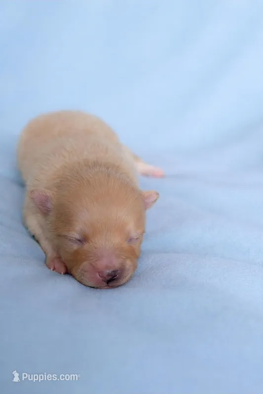 Apollo – Pomeranian puppy for sale in Miami, FL