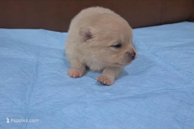 Apollo – Pomeranian puppy for sale in Miami, FL