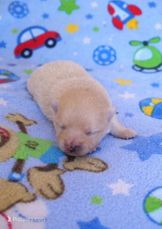 Apollo – Pomeranian puppy for sale in Miami, FL