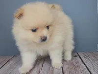 Apollo, a male Pomeranian for sale in Miami, FL – Photo 5 of 7