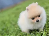 Apollo, a male Pomeranian for sale in Miami, FL – Photo 4 of 7