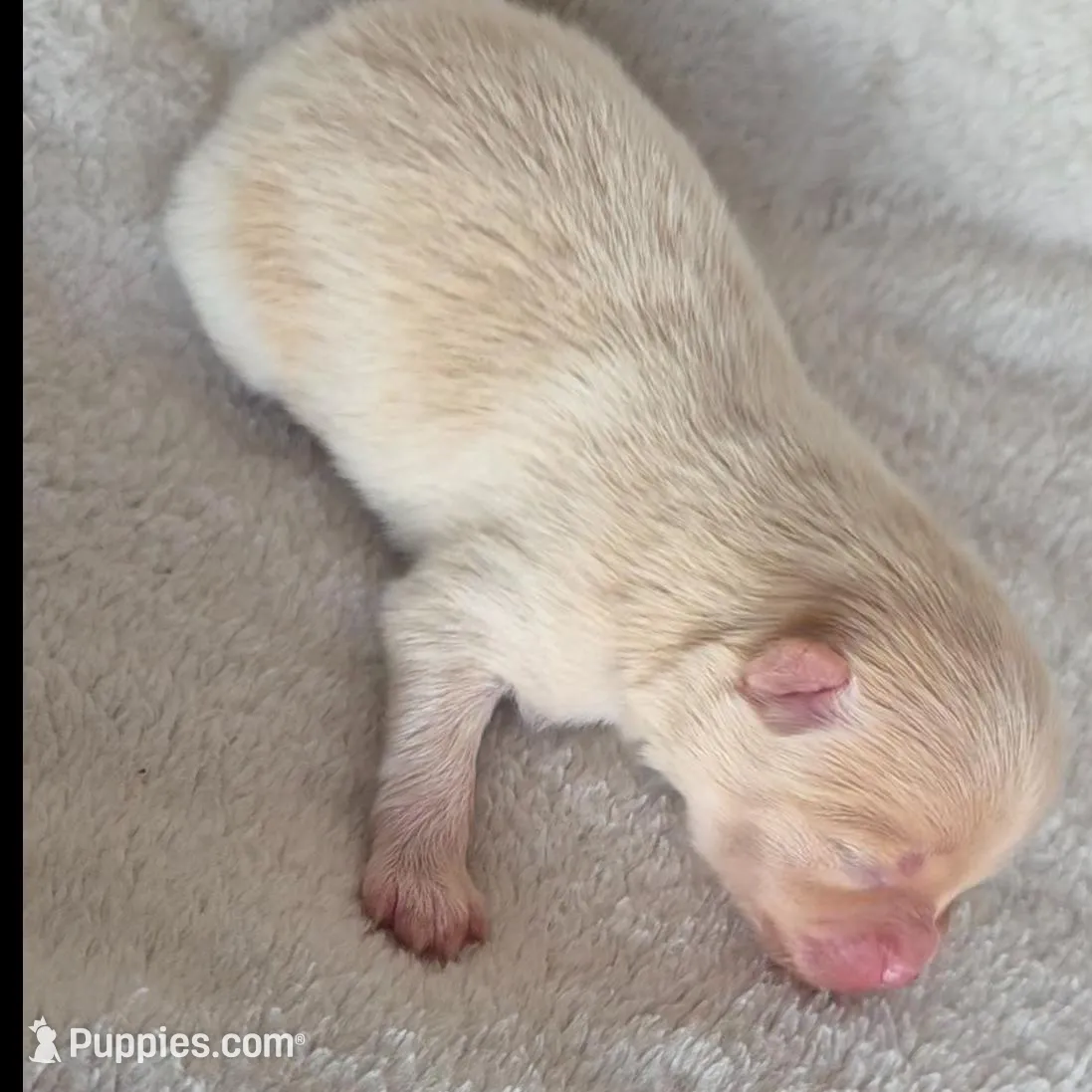 Apollo, a male Pomeranian for sale in Miami, FL – Photo 6 of 7