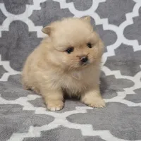 Jade, a female Pomeranian for sale in Miami, FL – Photo 1 of 10