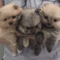 Jade, a female Pomeranian for sale in Miami, FL – Photo 3 of 10