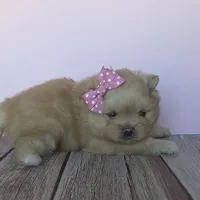 Jade, a female Pomeranian for sale in Miami, FL – Photo 8 of 10