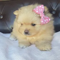 Jade, a female Pomeranian for sale in Miami, FL – Photo 6 of 10