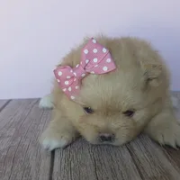 Jade, a female Pomeranian for sale in Miami, FL – Photo 9 of 10