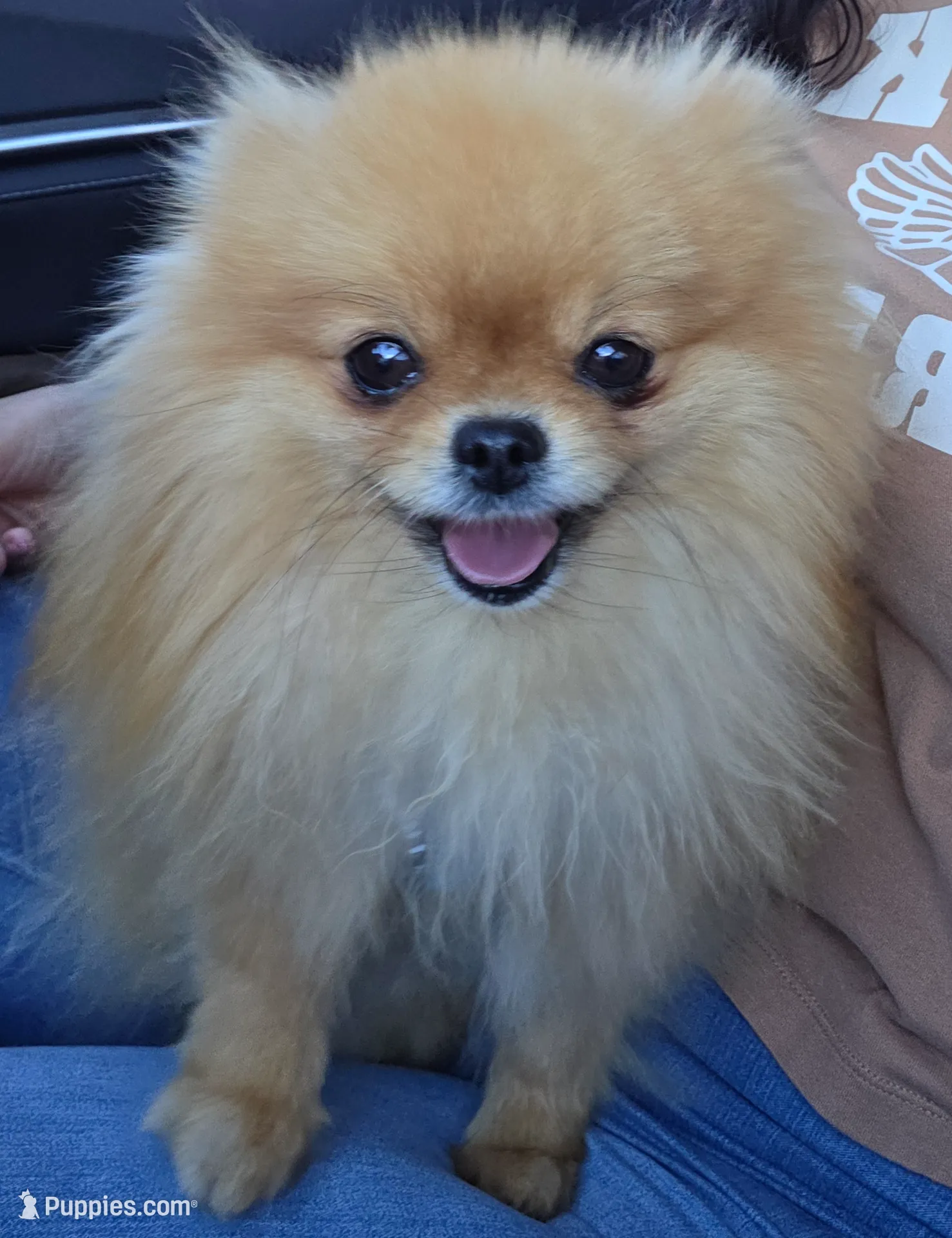 Jade, a female Pomeranian for sale in Miami, FL – Photo 10 of 10