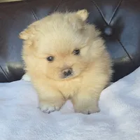 Jade, a female Pomeranian for sale in Miami, FL – Photo 5 of 10