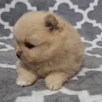 Jade, a female Pomeranian for sale in Miami, FL – Photo 4 of 10