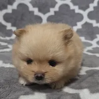 Jade, a female Pomeranian for sale in Miami, FL – Photo 2 of 10