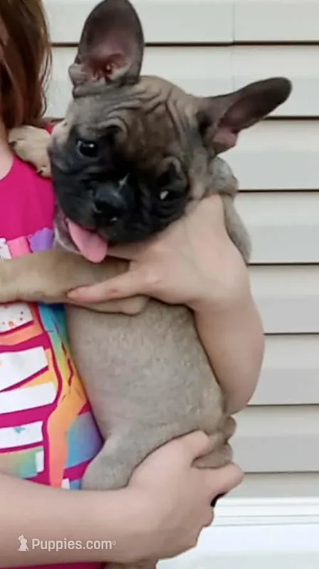 Jo – French Bulldog puppy for sale in Girard, OH
