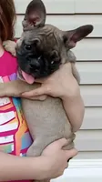 Jo, a female French Bulldog for sale in Girard, OH – Photo 1 of 4