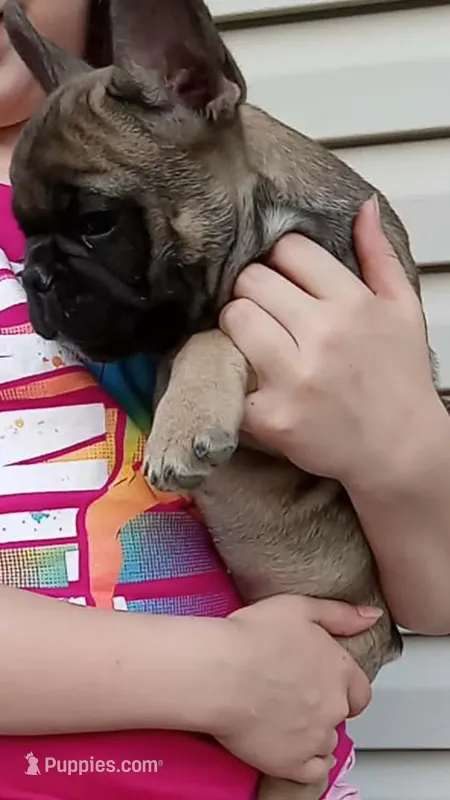 Jo – French Bulldog puppy for sale in Girard, OH