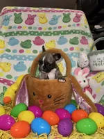 Spud, a male French Bulldog for sale in Girard, OH – Photo 1 of 3