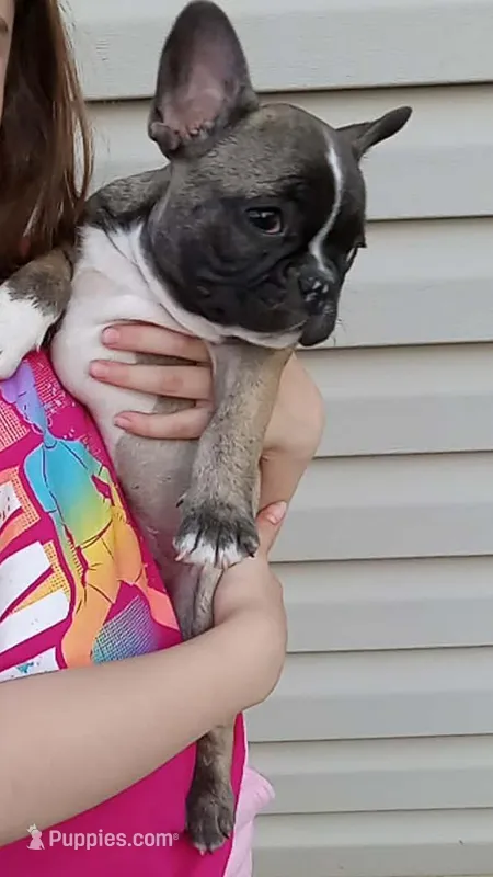 Spud – French Bulldog puppy for sale in Girard, OH
