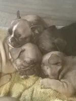 Spud, a male French Bulldog for sale in Girard, OH – Photo 3 of 3