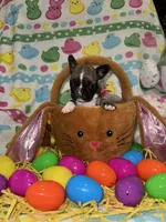 Spud, a male French Bulldog for sale in Girard, OH – Photo 2 of 3