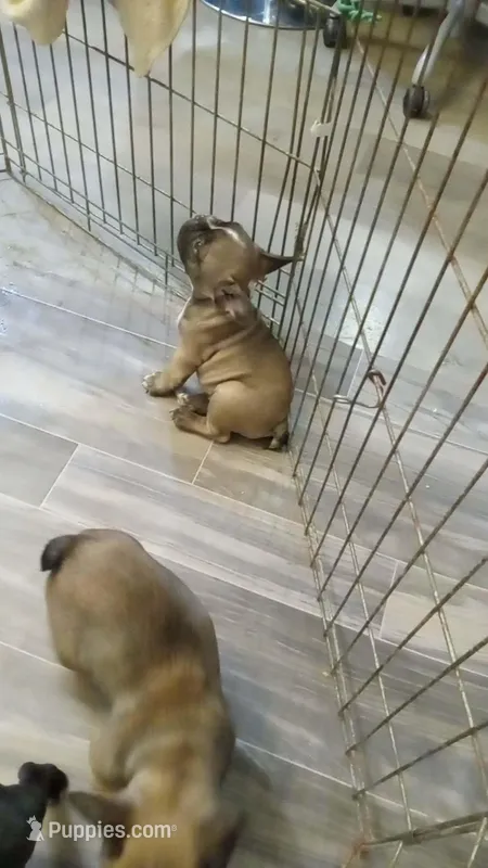 Spud – French Bulldog puppy for sale in Girard, OH