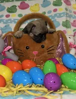 Jojo, a female French Bulldog for sale in Girard, OH – Photo 4 of 5