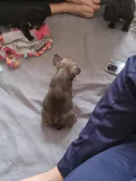 Jojo, a female French Bulldog for sale in Girard, OH – Photo 2 of 5