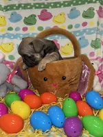 Jojo, a female French Bulldog for sale in Girard, OH – Photo 3 of 5