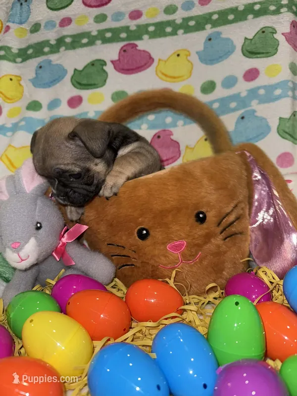 Jojo, a female French Bulldog for sale in Girard, OH – Photo 1 of 5