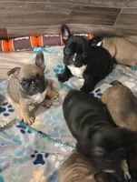 Jojo, a female French Bulldog for sale in Girard, OH – Photo 5 of 5