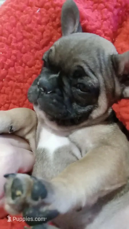 Jojo – French Bulldog puppy for sale in Girard, OH