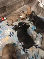 Chip chop, a male French Bulldog for sale in Girard, OH – Photo 4 of 4