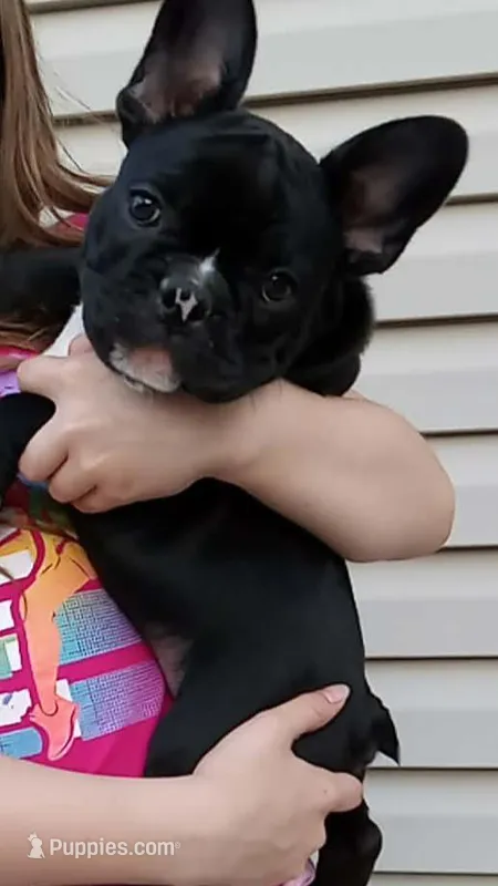 Chip chop – French Bulldog puppy for sale in Girard, OH