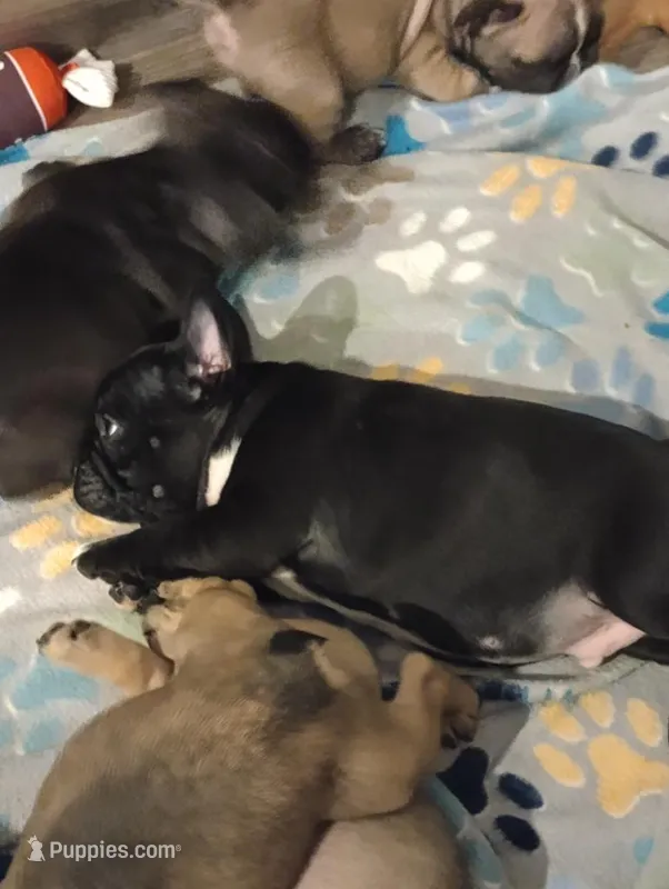 Chip chop – French Bulldog puppy for sale in Girard, OH