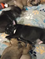 Chip chop, a male French Bulldog for sale in Girard, OH – Photo 3 of 4