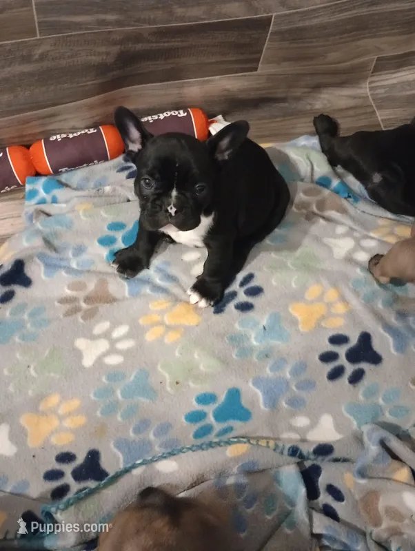Chip chop – French Bulldog puppy for sale in Girard, OH
