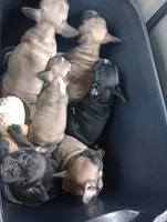 Jelly beane, a female French Bulldog for sale in Girard, OH – Photo 6 of 7