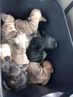 Jelly beane, a female French Bulldog for sale in Girard, OH – Photo 4 of 7