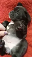 Jelly beane, a female French Bulldog for sale in Girard, OH – Photo 5 of 7