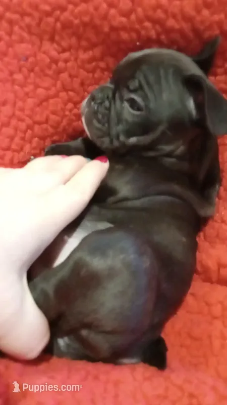 Jelly beane – French Bulldog puppy for sale in Girard, OH