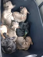 Jelly beane, a female French Bulldog for sale in Girard, OH – Photo 7 of 7