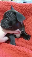 Jelly beane, a female French Bulldog for sale in Girard, OH – Photo 2 of 7