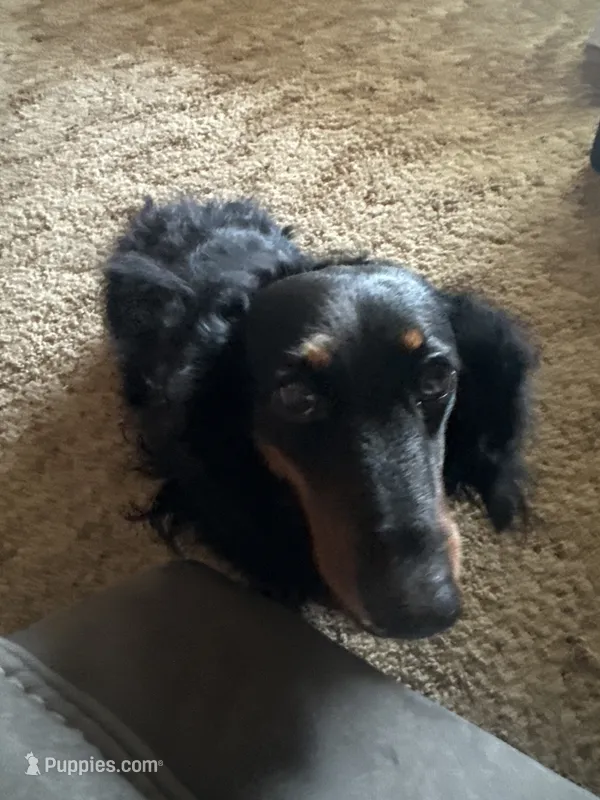 Malone – Miniature Dachshund puppy for sale in Shelbina, MO