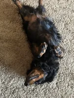 Malone, a male Miniature Dachshund for sale in Shelbina, MO – 2 of 3