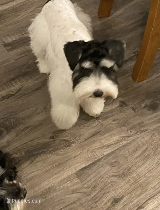 Elle – Miniature Schnauzer puppy for sale in Shelbina, MO