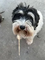 Elle, a female Miniature Schnauzer for sale in Shelbina, MO – 2 of 4