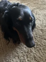 Malone, a male Miniature Dachshund for sale in Shelbina, MO – 3 of 3