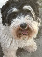 Elle, a female Miniature Schnauzer for sale in Shelbina, MO – 3 of 4