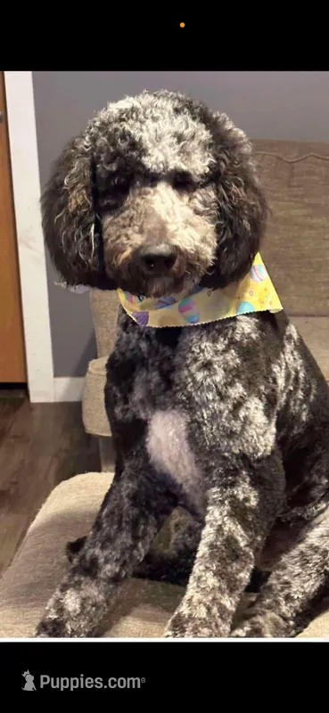 Ollie – Poodle - Standard  puppy for sale in Shelbina, MO