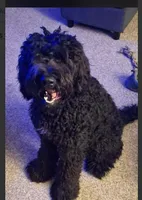 Ziggy, a male Bernedoodle for sale in Shelbina, MO – 2 of 2