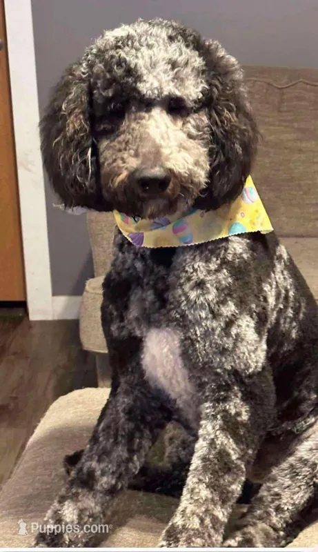 Ollie – Poodle - Standard  puppy for sale in Shelbina, MO